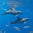 dauphins-excursions_martinique-déténte-eau turquoise