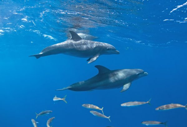 dauphins-excursions_martinique-déténte-eau turquoise