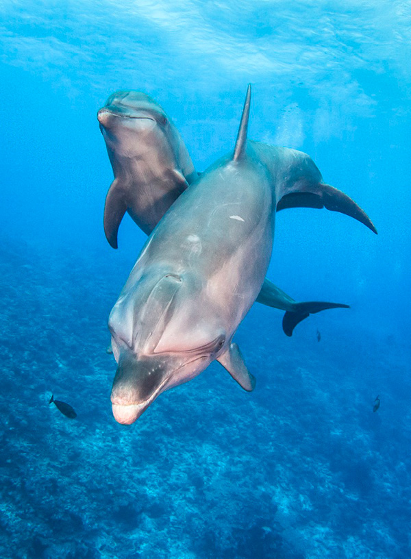 dauphins-preservation
